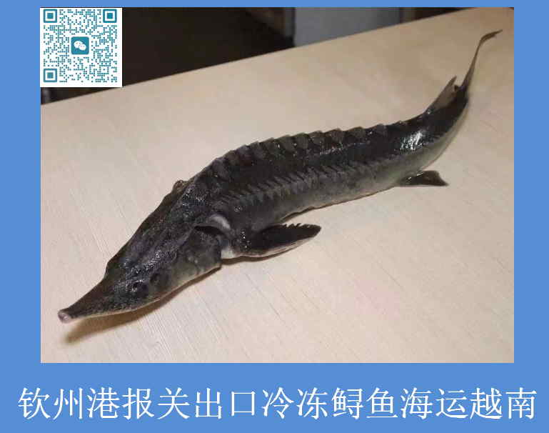 鱘魚出口越南報關(guān).jpg